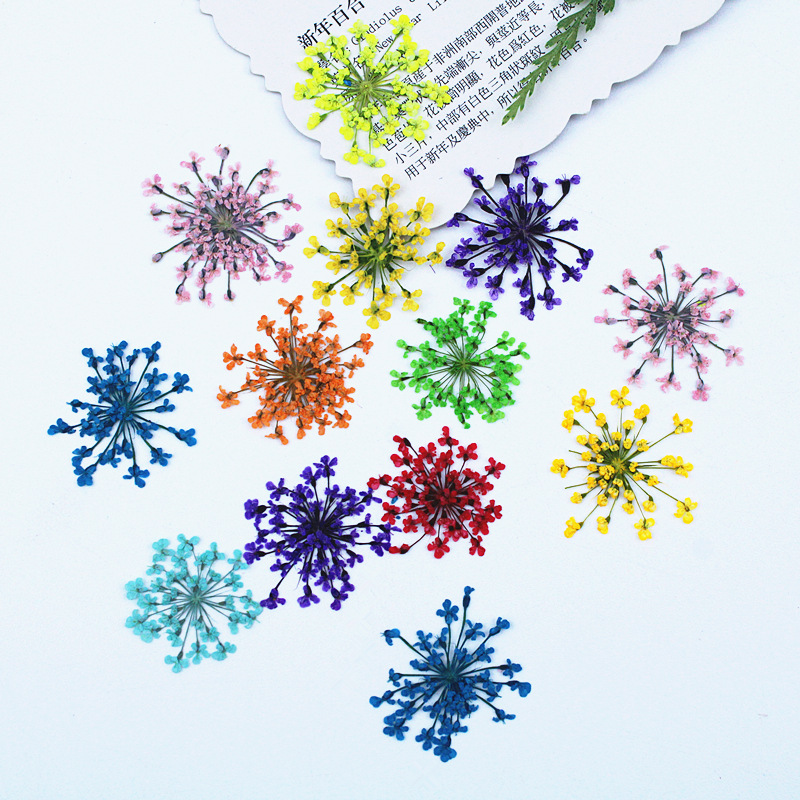 500pcs Lace Flowers Dried Flow - Resin Art Baby ulasan dan harga